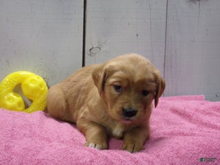 Golden Retriever dogs Polly - Ad 42