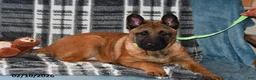 Belgian Malinois dogs for sale: Ivy - Ad 6