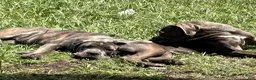 Cane Corso dogs for sale: Cane Corso 2 Caleese - Ad 3