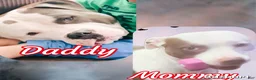 Mixed Breed dogs for sale: Finley - Ad 5