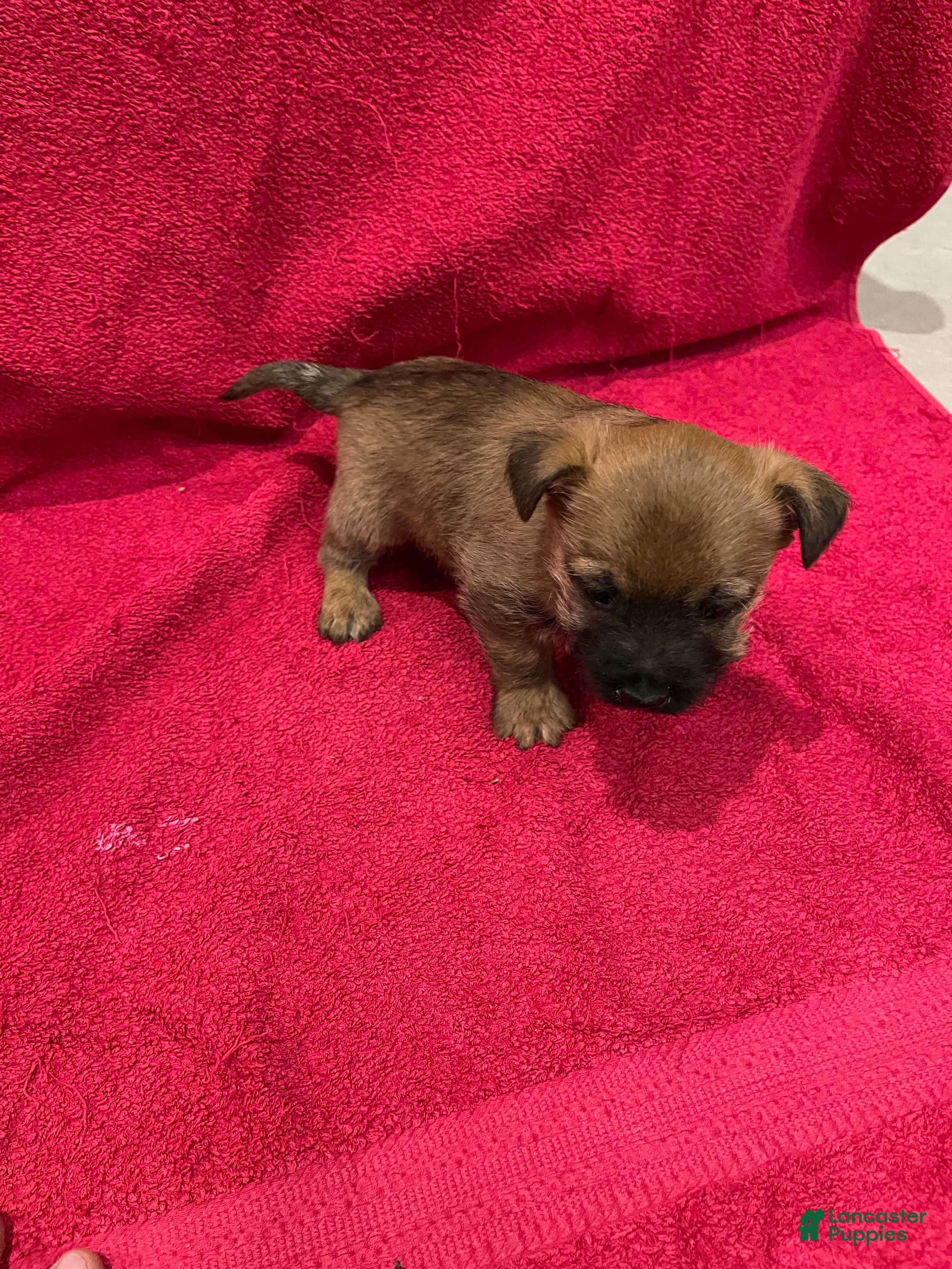 Cairn Terrier dogs Buster - Ad 1