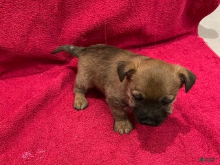 Cairn Terrier dogs Buster - Ad 1