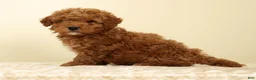 Mini Goldendoodle dogs for sale: Connor - Ad 3
