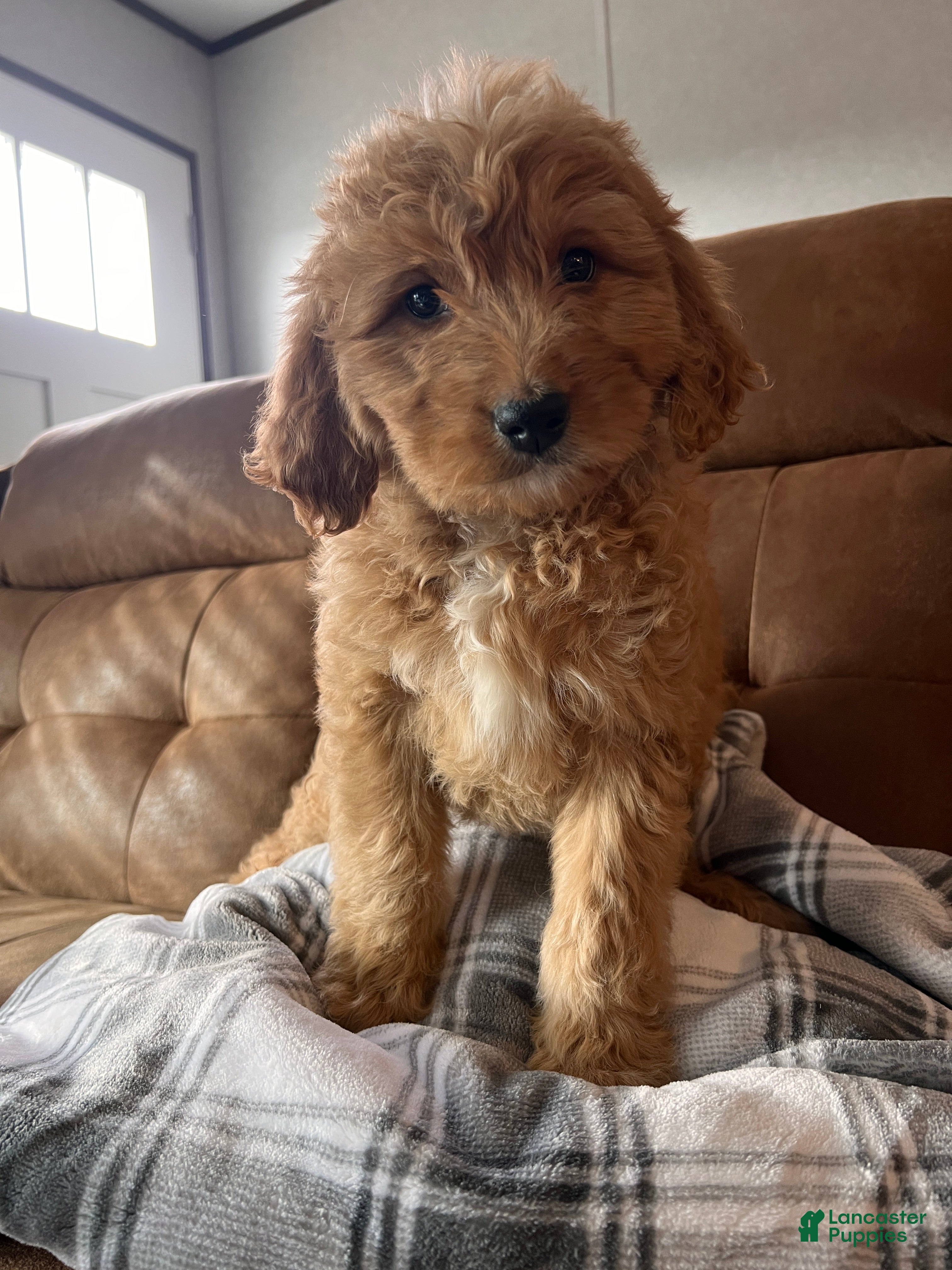 Mixed Breed dogs Stella - Ad 16