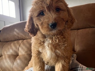 Mixed Breed dogs Stella - Ad 15