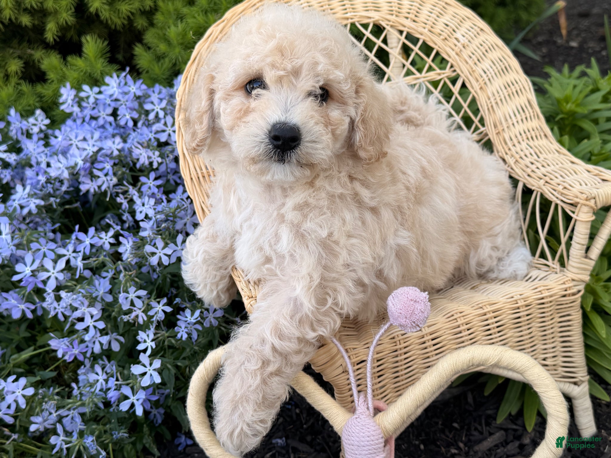 Bichpoo dogs Malibu  - Ad 1