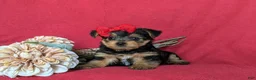 Yorkshire Terrier dogs for sale: Trinity 4.5 lbs Full Grown - Ad 5