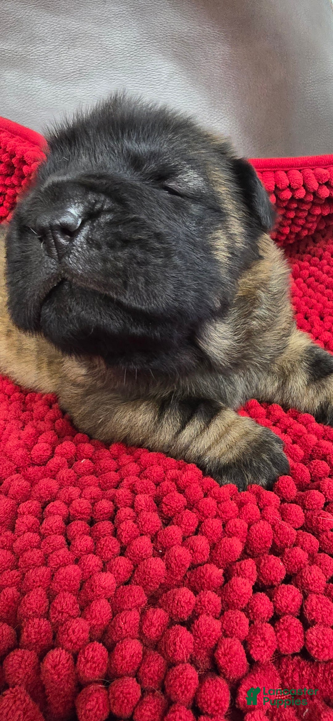 Shar Pei dogs for sale: Gorgeous bear coat - Ad 2