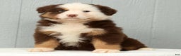 Australian Shepherd dogs for sale: Esta - Ad 2