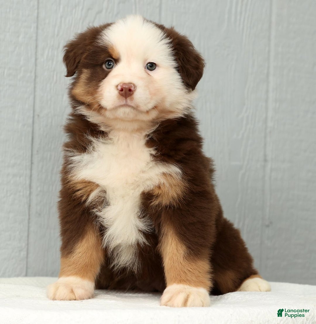 Australian Shepherd dogs for sale: Esta - Ad 2