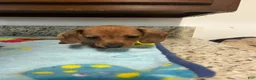 Miniature Dachshund dogs for sale: Addie - Ad 3