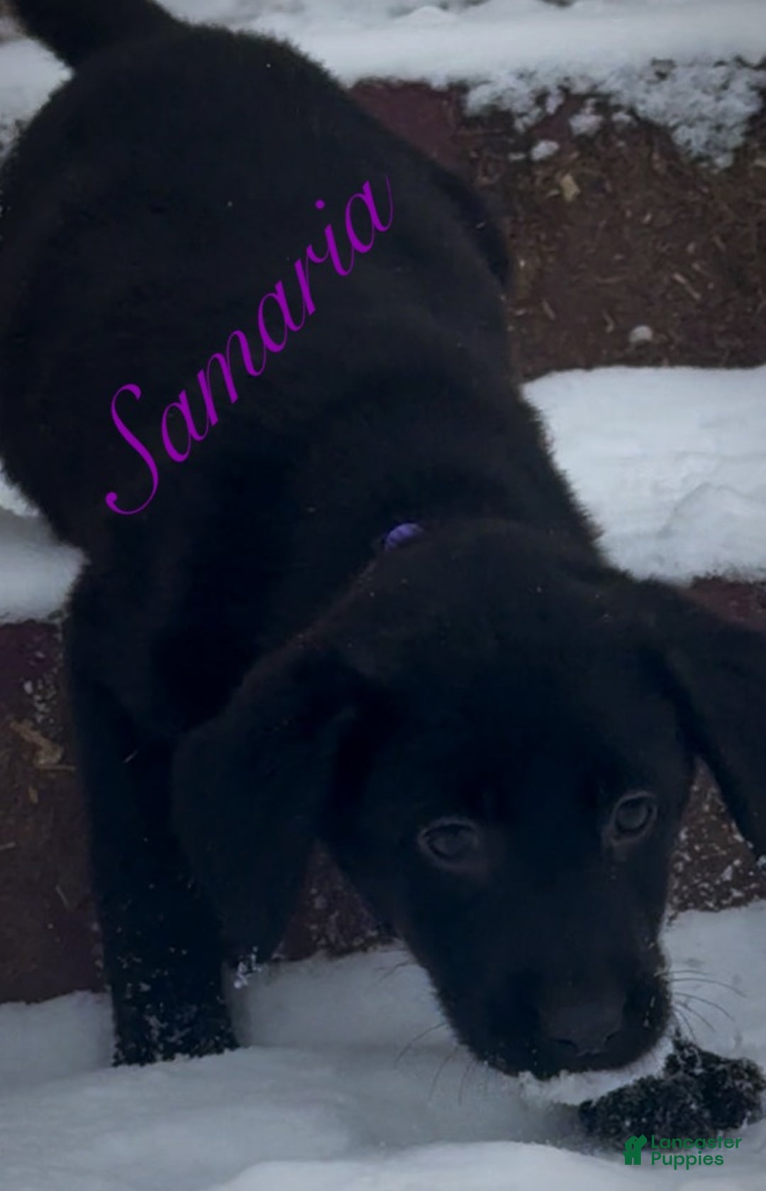 Labrador Retriever dogs for sale: Labrador Retriever Puppy 1 - Ad 10