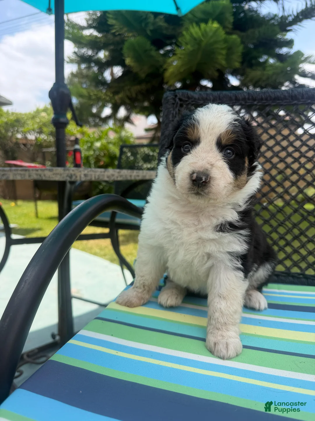 Australian Shepherd dogs for sale: Australian Shepherd Puppy 1 - Ad 1