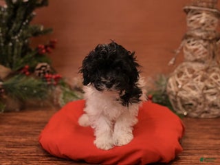 Bichpoo dogs Maxine - Ad 39