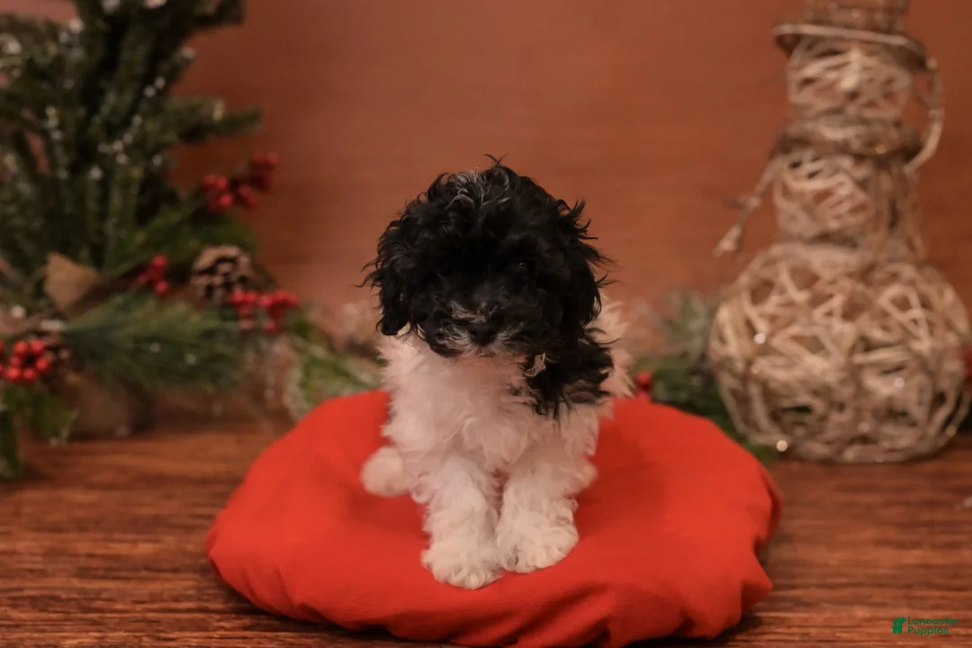 Bichpoo dogs for sale: Maxine - Ad 1