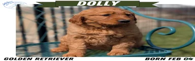 Dolly