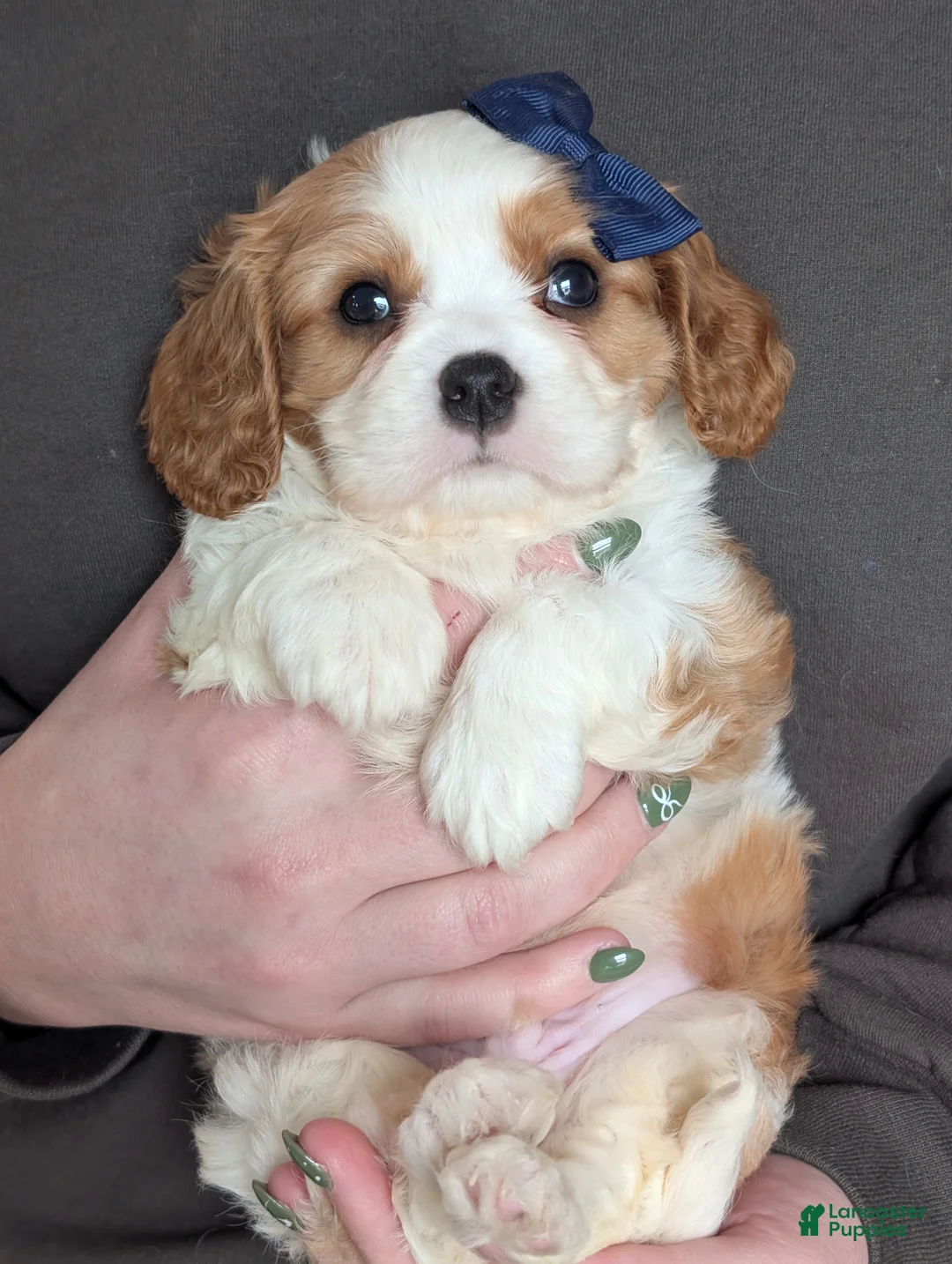 Cavalier King Charles Spaniel dogs for sale: Kody - Ad 1