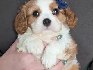 Cavalier King Charles Spaniel dogs for sale: Kody - Ad 4