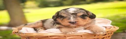 Mini Bernedoodle dogs for sale: Cornell F1 Mini Bernedoodle  - Ad 1