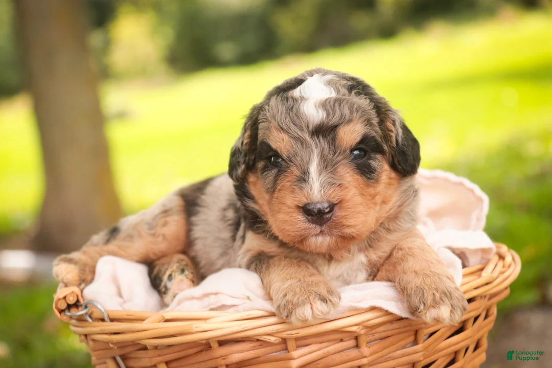 Mini Bernedoodle dogs for sale: Cornell F1 Mini Bernedoodle  - Ad 1
