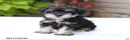 Miniature Schnauzer dogs for sale: Pedro - Ad 5