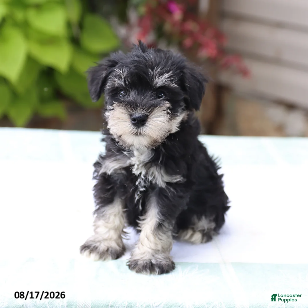 Miniature Schnauzer dogs for sale: Pedro - Ad 5
