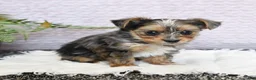 Yorkshire Terrier dogs for sale: Patches - Ad 5