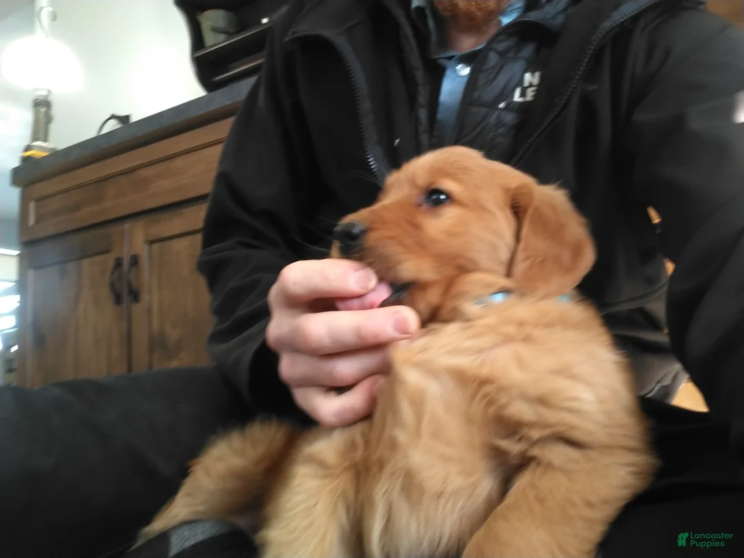 Golden Retriever dogs for sale: Finn (light blue) - Ad 3