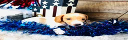 Miniature Dachshund dogs for sale: Jameson  - Ad 7