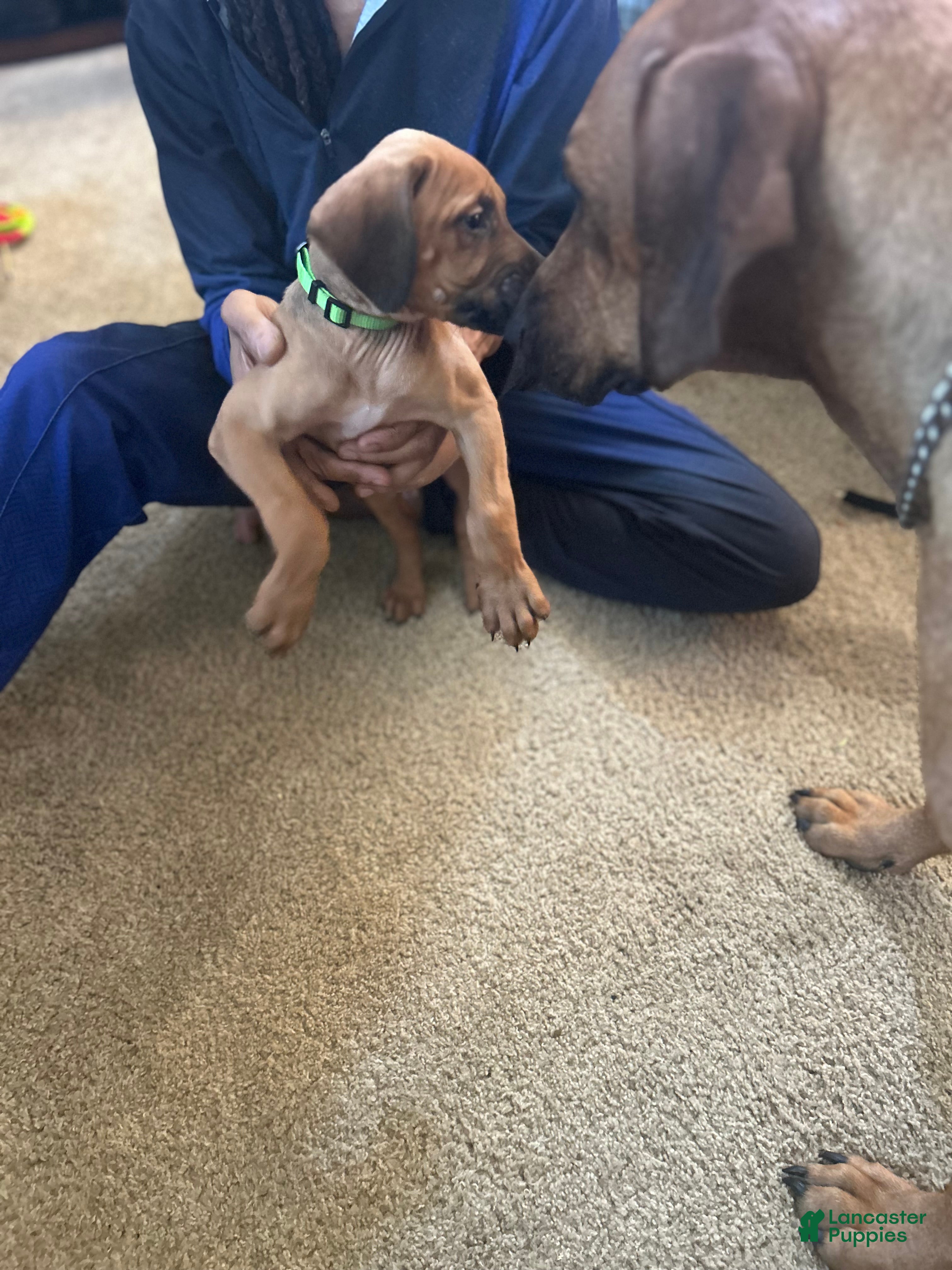 Rhodesian Ridgeback dogs Rhodesian Ridgeback Puppy 7 Light Green  - Ad 22