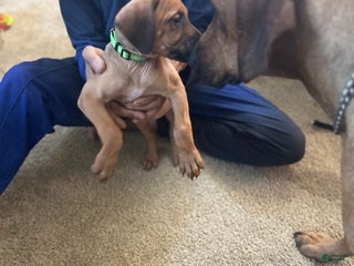 Rhodesian Ridgeback dogs Rhodesian Ridgeback Puppy 7 Light Green - Ad 22