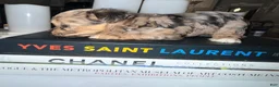 Yorkshire Terrier dogs for sale: Nala - Ad 11