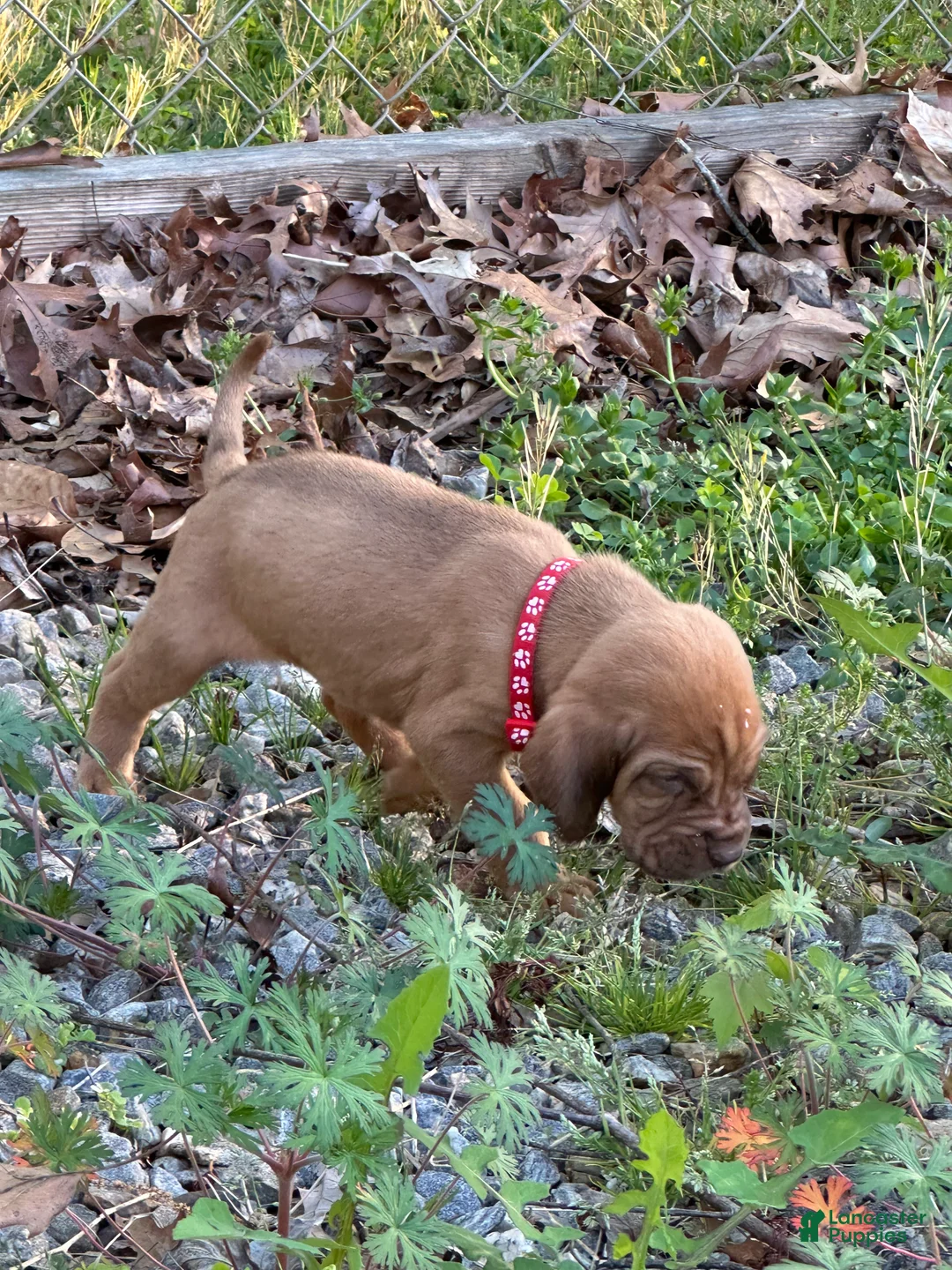 Bloodhound dogs for sale: Bloodhound Puppy 3 - Ad 2