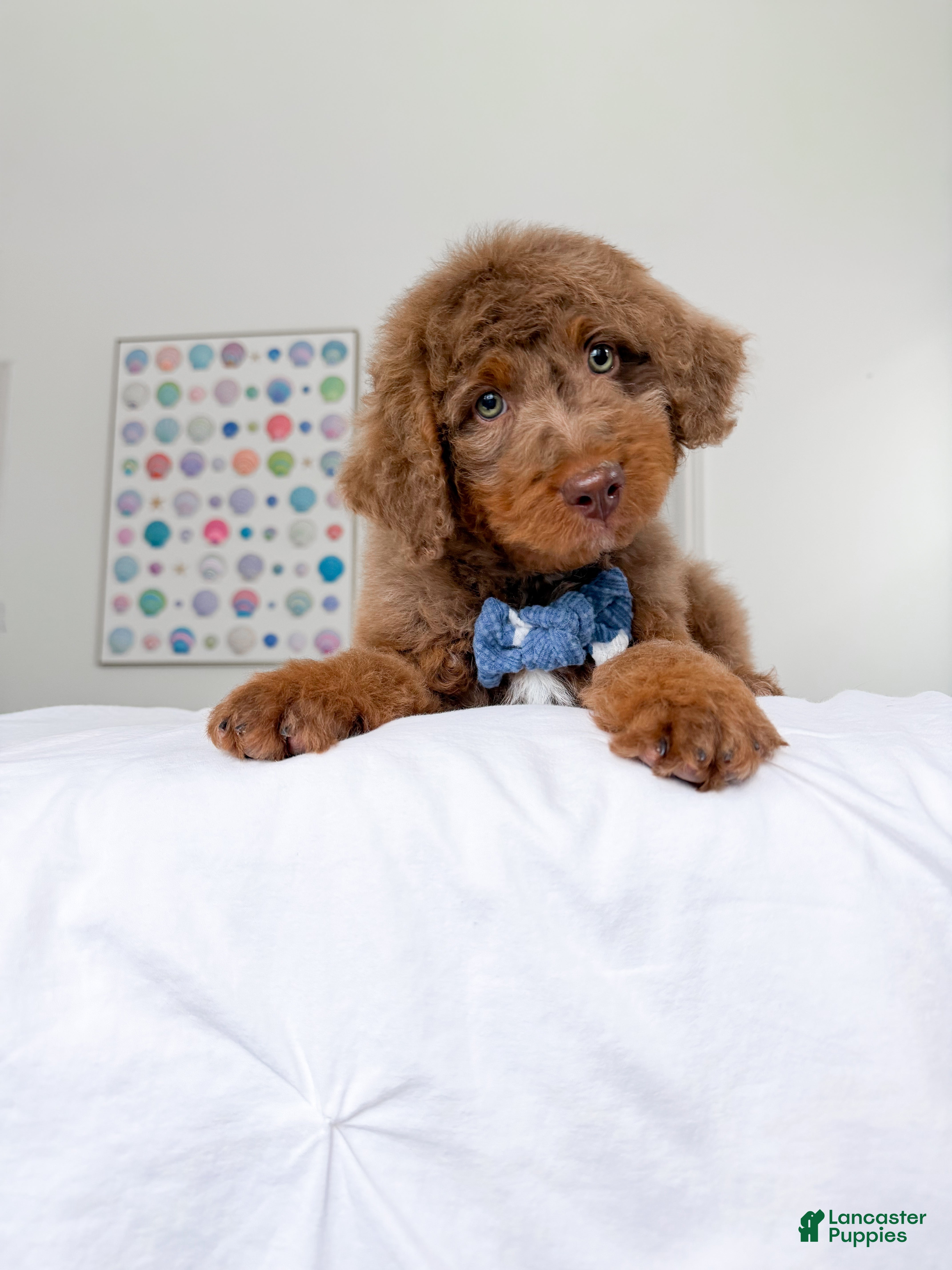 Mixed Breed dogs Dobby - Ad 1