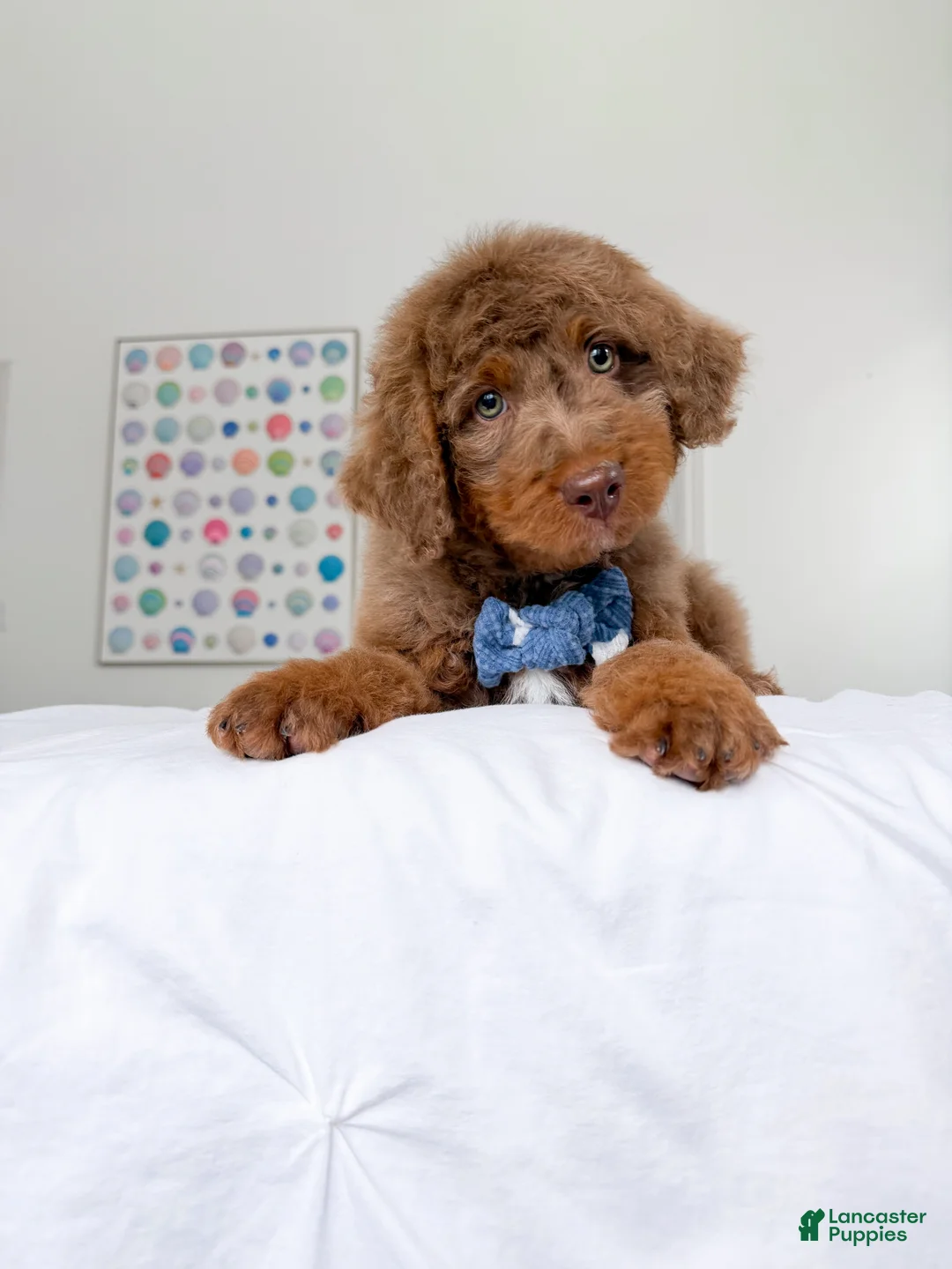 Mixed Breed dogs for sale: Dobby - Ad 1