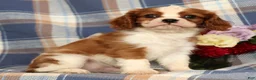 Cavalier King Charles Spaniel dogs for sale: Mason - Ad 3