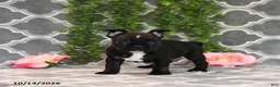 Frenchton dogs for sale: Molly - Ad 3