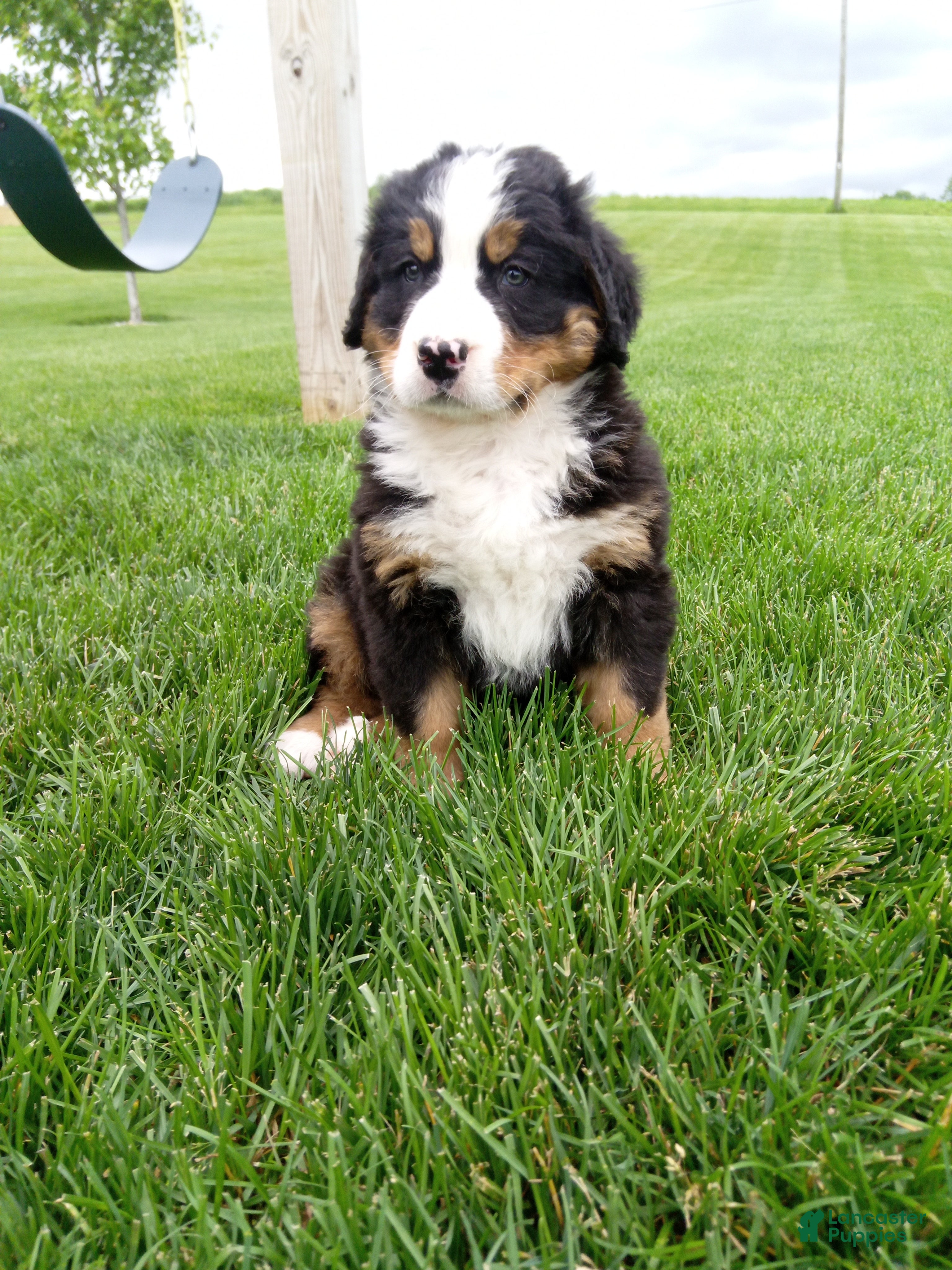 Bernese Mountain Dog dogs Turbo  - Ad 1