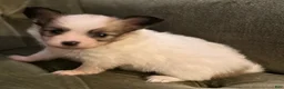 Papillon dogs for sale: Luke - Ad 4