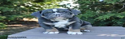 Olde English Bulldogge dogs for sale: Peanut  - Ad 1