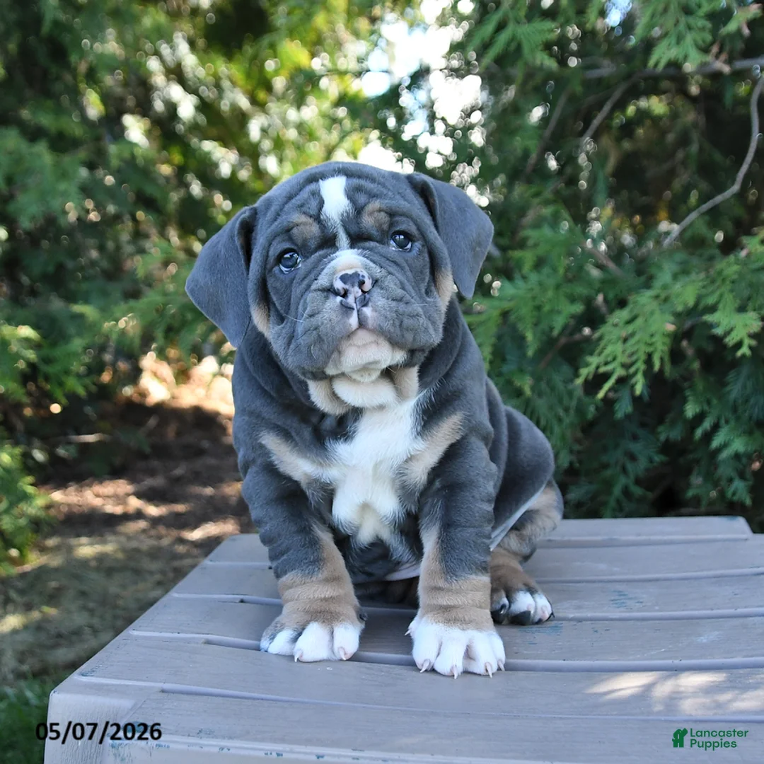 Olde English Bulldogge dogs for sale: Peanut  - Ad 1