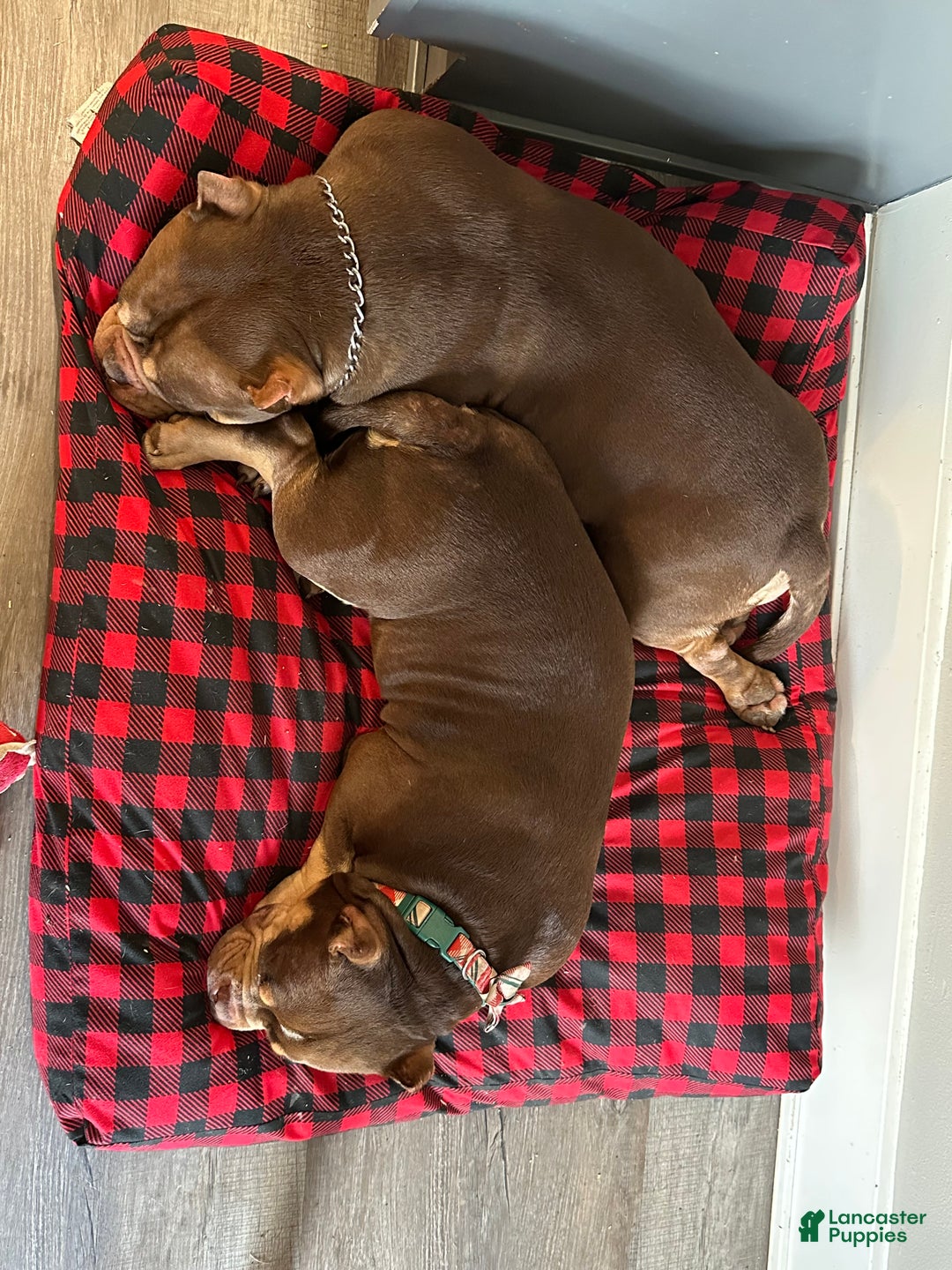 Gallery Image {{count}}