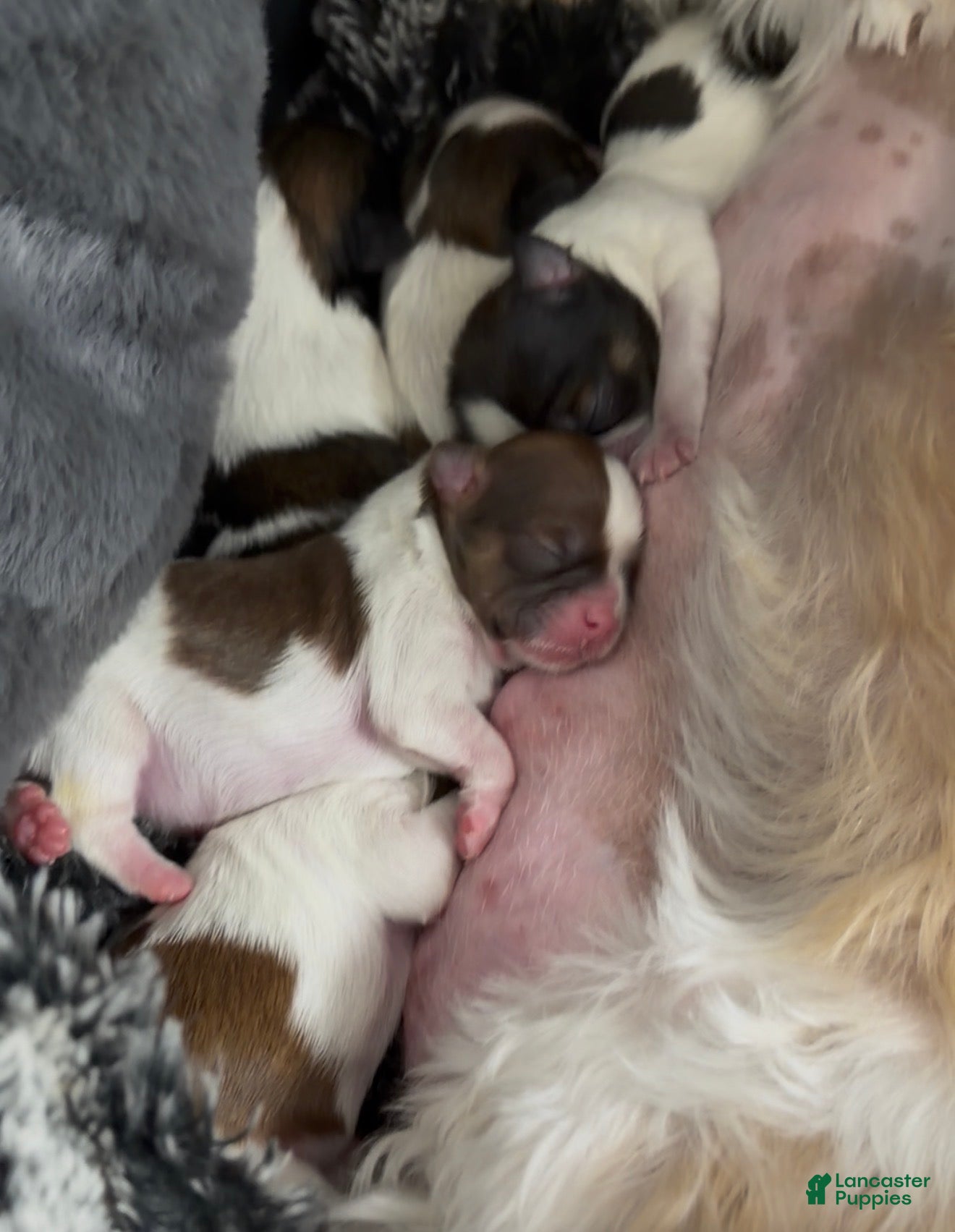 Shih Tzu dogs Shih Tzu Puppy 3 - Ad 15