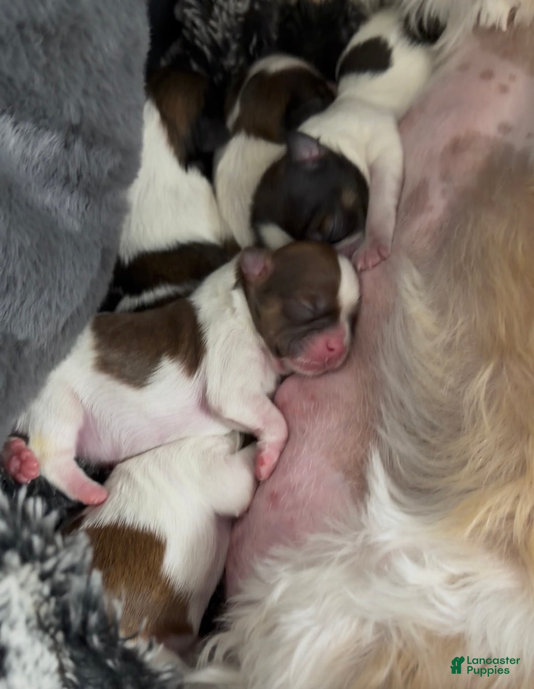 Shih Tzu dogs for sale: Shih Tzu Puppy 3 - Ad 1