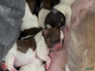 Shih Tzu dogs for sale: Shih Tzu Puppy 3 - Ad 2