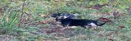 Miniature Dachshund dogs for sale: Miniature Dachshund 1 - Ad 3