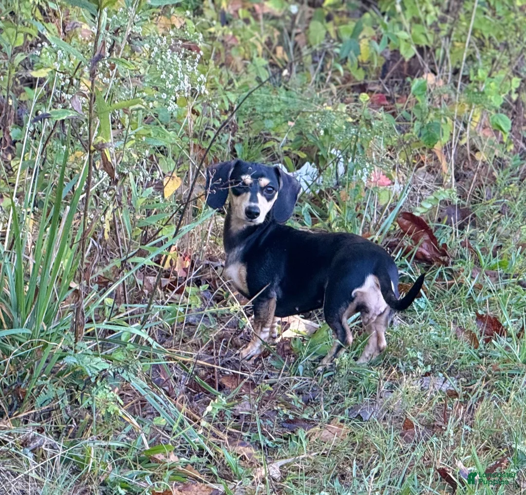 Miniature Dachshund dogs for sale: Miniature Dachshund  - Ad 2