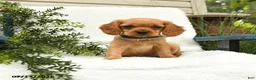 Miniature Golden Retriever dogs for sale: Starburst - Ad 1