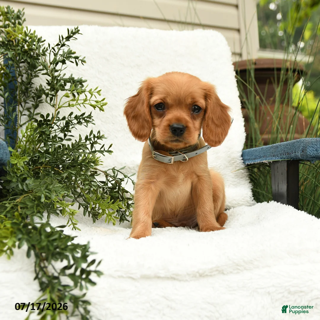 Miniature Golden Retriever dogs for sale: Starburst - Ad 1