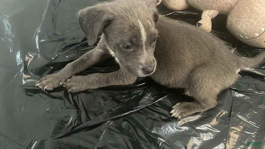 Mixed Breed dogs for sale: Mixed Breed 2 - Ad 1